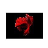 Betta Canvas Painting Wall Art Red Fish Paintings Submarino Posters e Print Animal Wall Pictures para la...